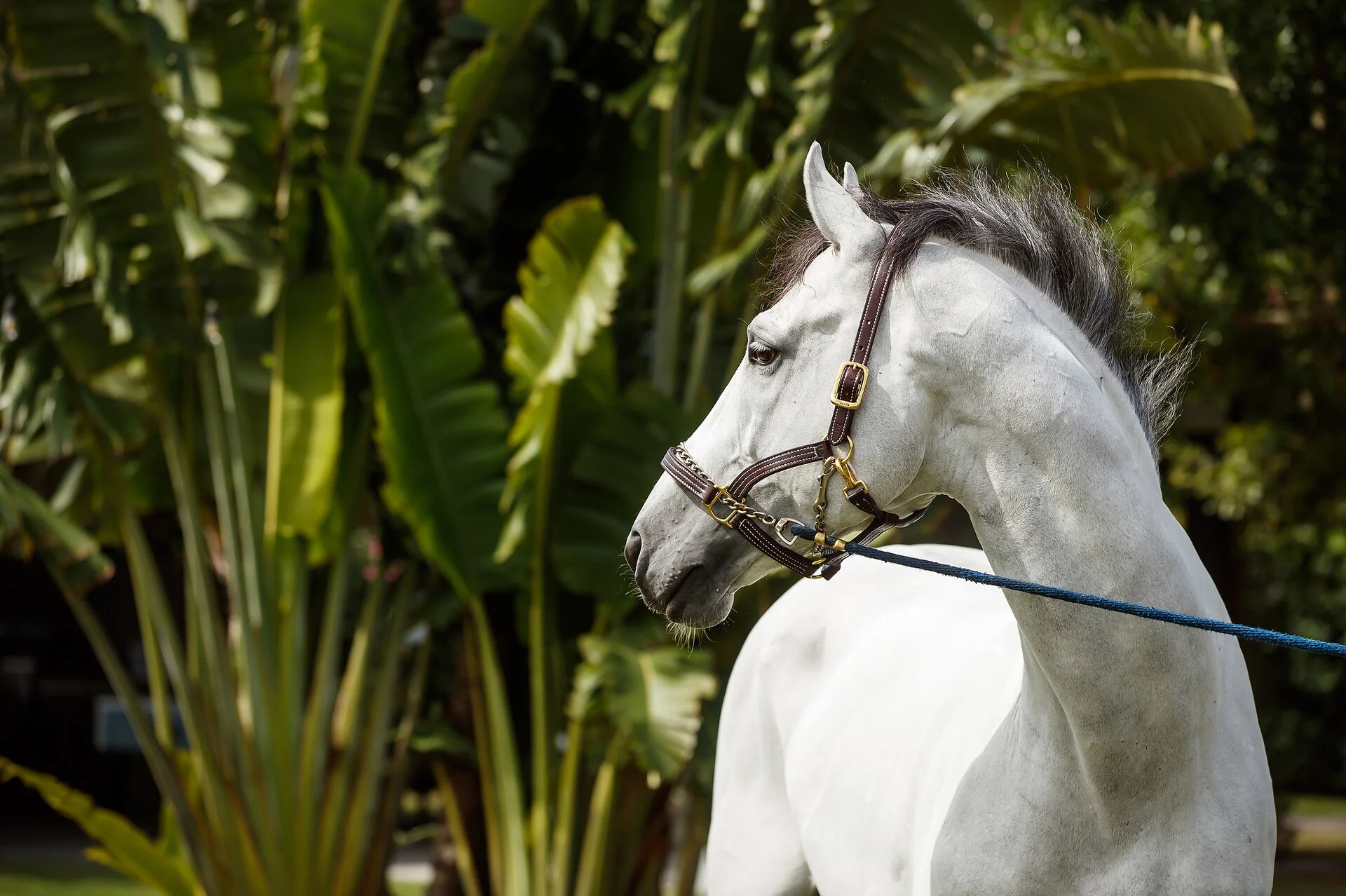 Jawbreaker — EYE CANDY JUMPERS