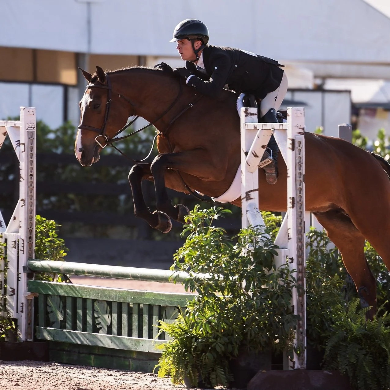 SALE HORSES — EYE CANDY JUMPERS