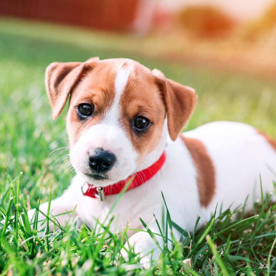 Can we just take a second to acknowledge how cute these ears are? 🐶 ⁠
.⁠
.⁠
.⁠
.⁠
.⁠
.⁠
.⁠
.⁠
.⁠
.⁠
#puppy #muttdog #puppypics