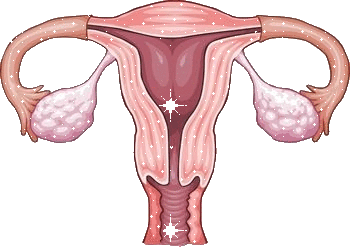 Womb Healing