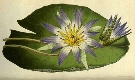 Nymphaea Capensis.jpeg