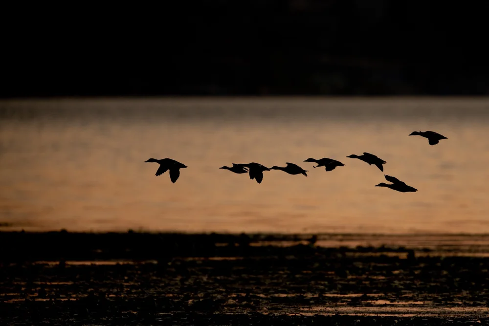 Waterfowl Hunting in South Dakota — Swan Lake Adventures