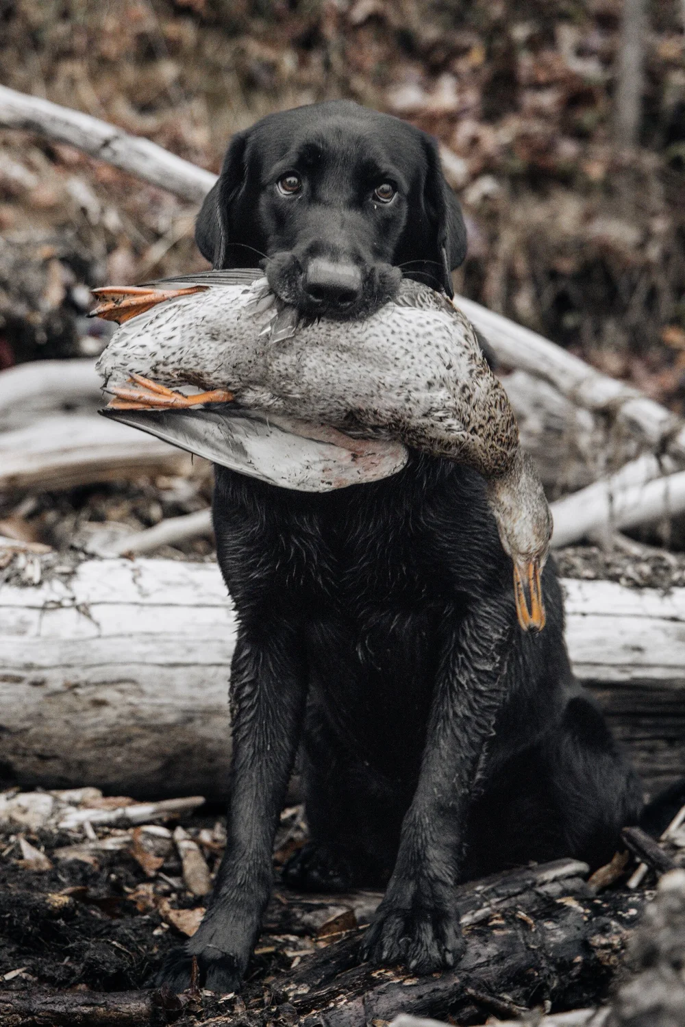 Waterfowl Hunting in South Dakota — Swan Lake Adventures