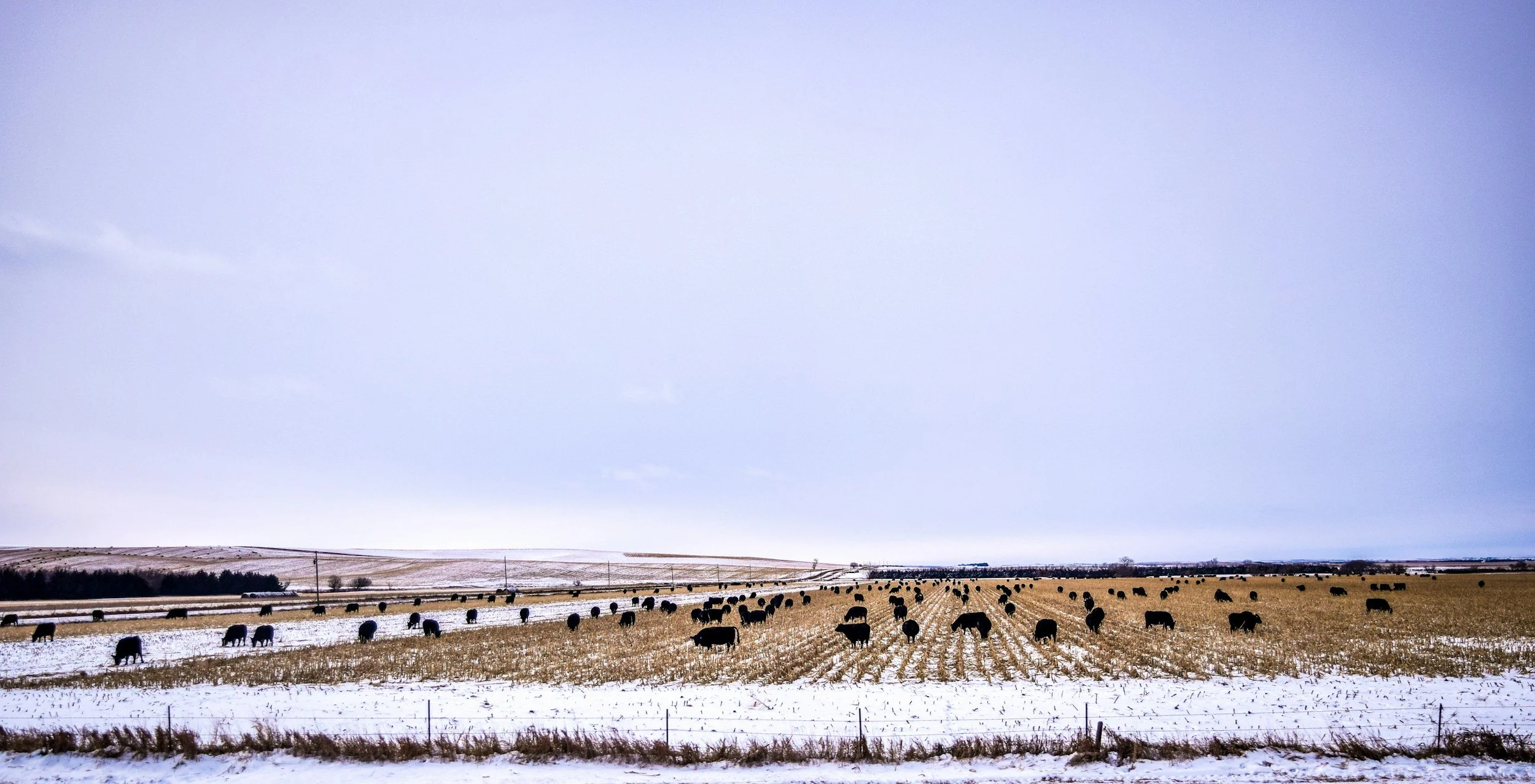 A snow-covered farm field with rows of harvested crops and black cows grazing, with a cloudy sky overhead.