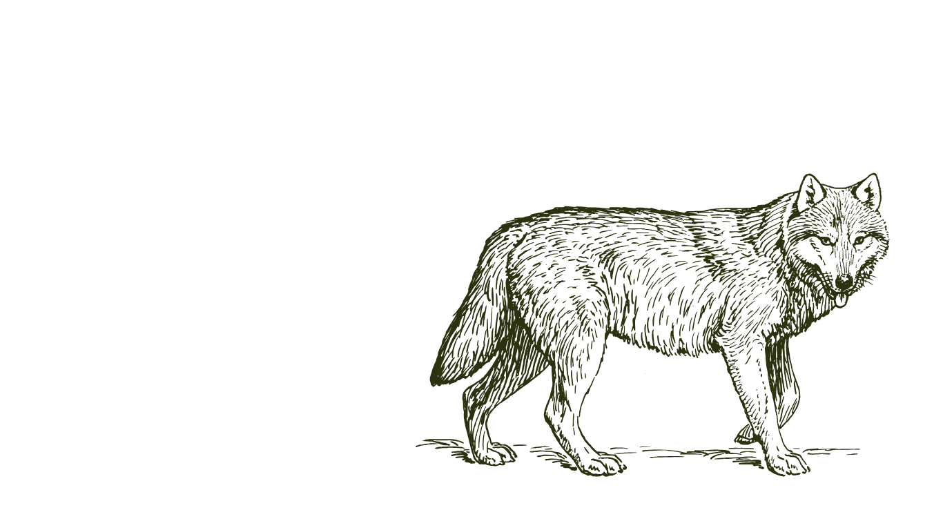 Illustration of a wolf in front of a black background with the words "WOLF PACK" in large uppercase letters.
