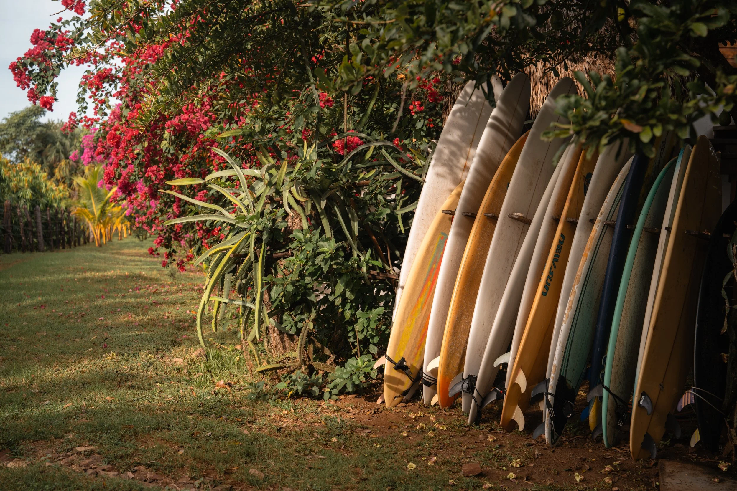 Row of surfboards lined up under tropical trees beside the cabanas at a Nicaragua surf retreat