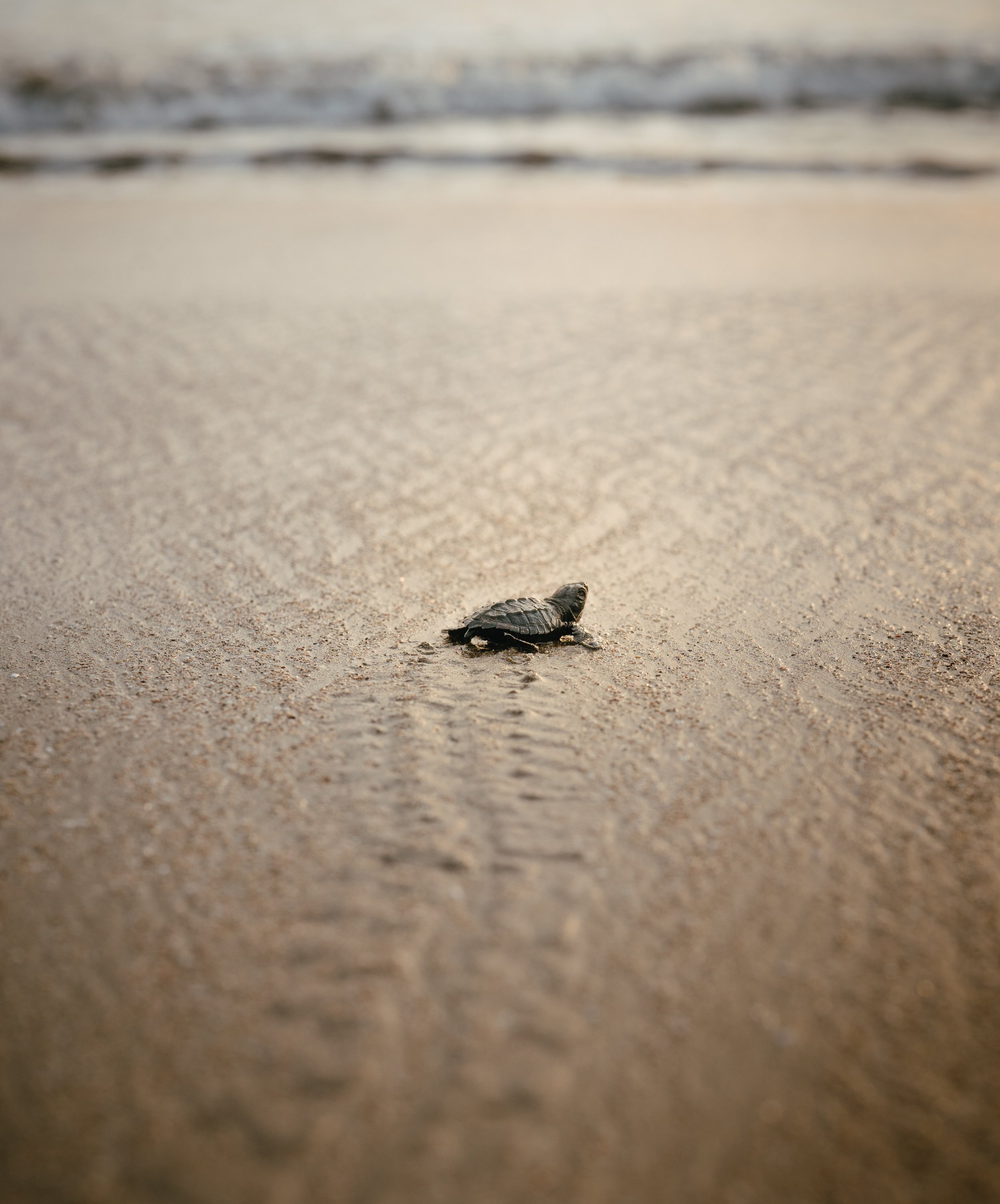 A baby sea turtle heading to the ocean, part of the local sea turtle repopulation effort Still Salty Escape supports in Nicaragua