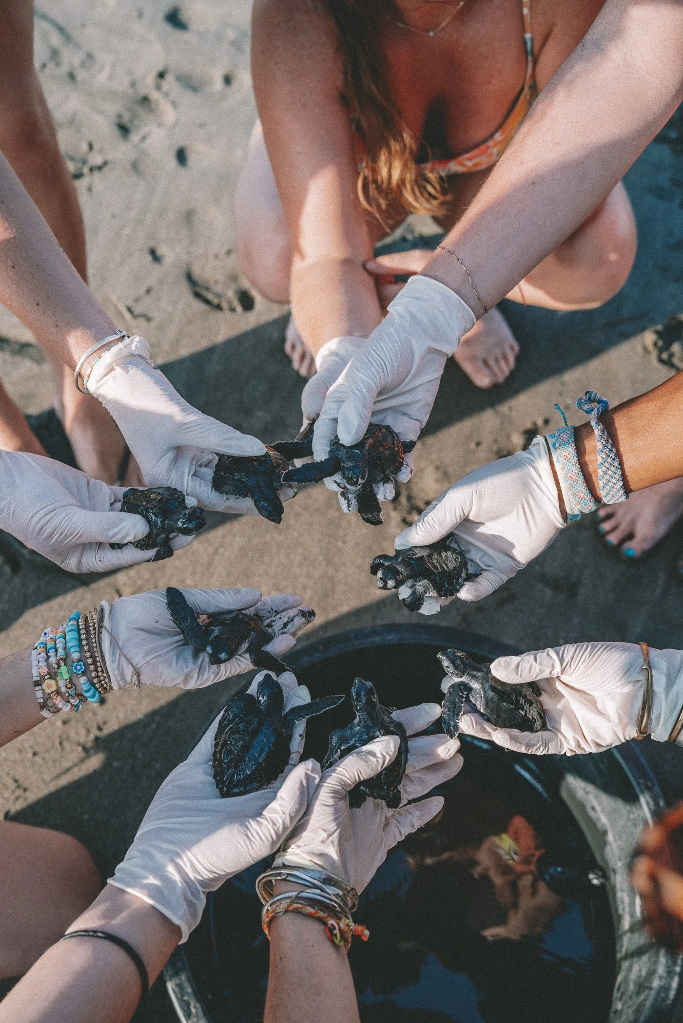 Circle of gloved hands holding sea turtle hatchlings before a release with a local nonprofit in Nicaragua