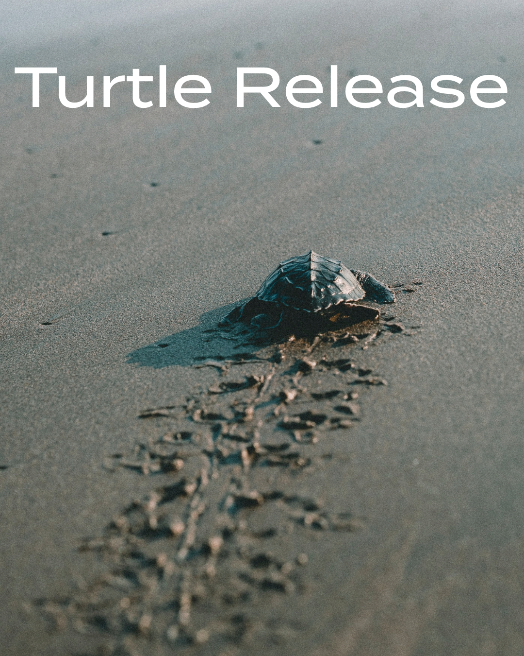 turtle release nicaragua save the turtles