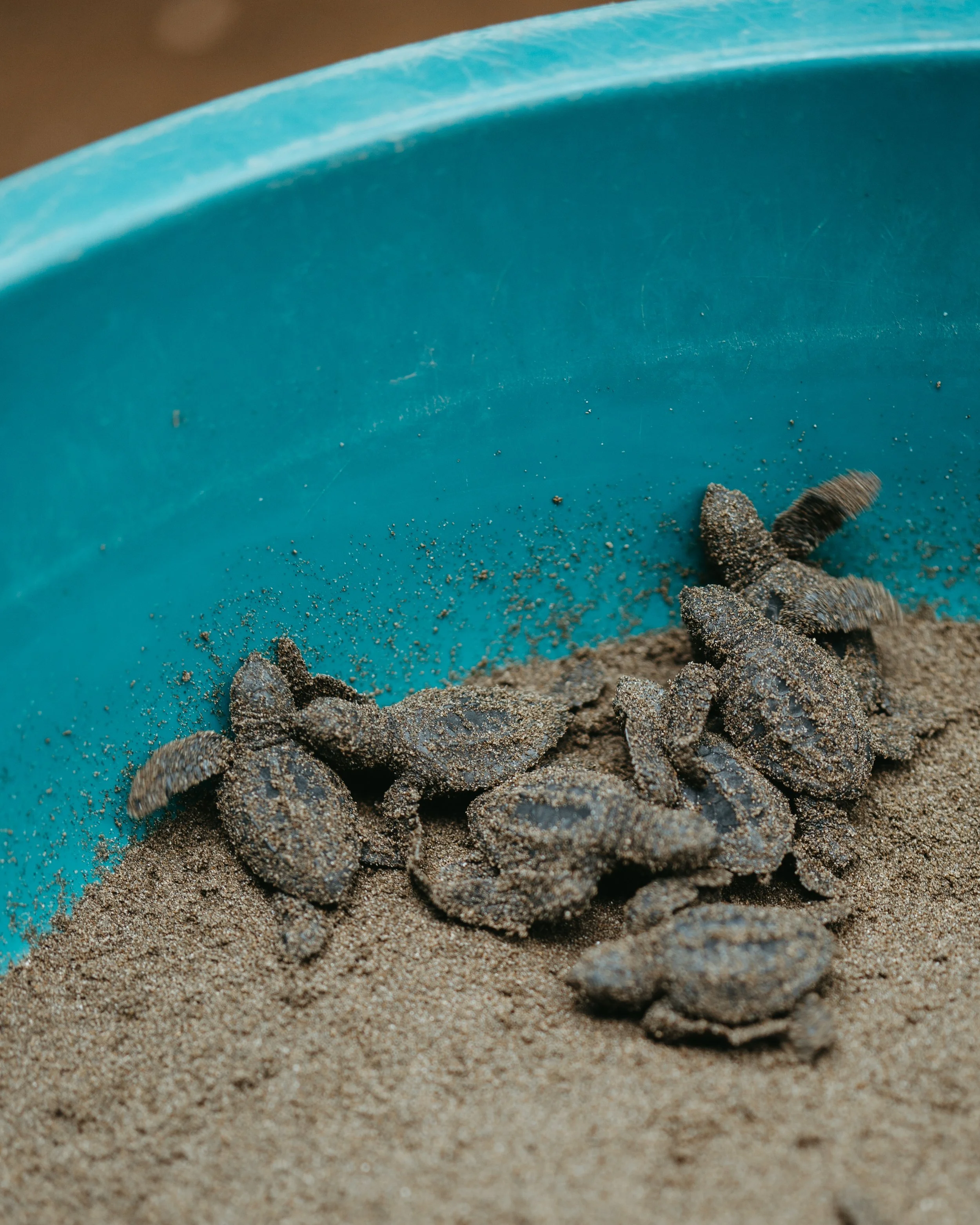 Sea turtle hatchlings in a release bin of sand before a beach release with a local nonprofit in Nicaragua