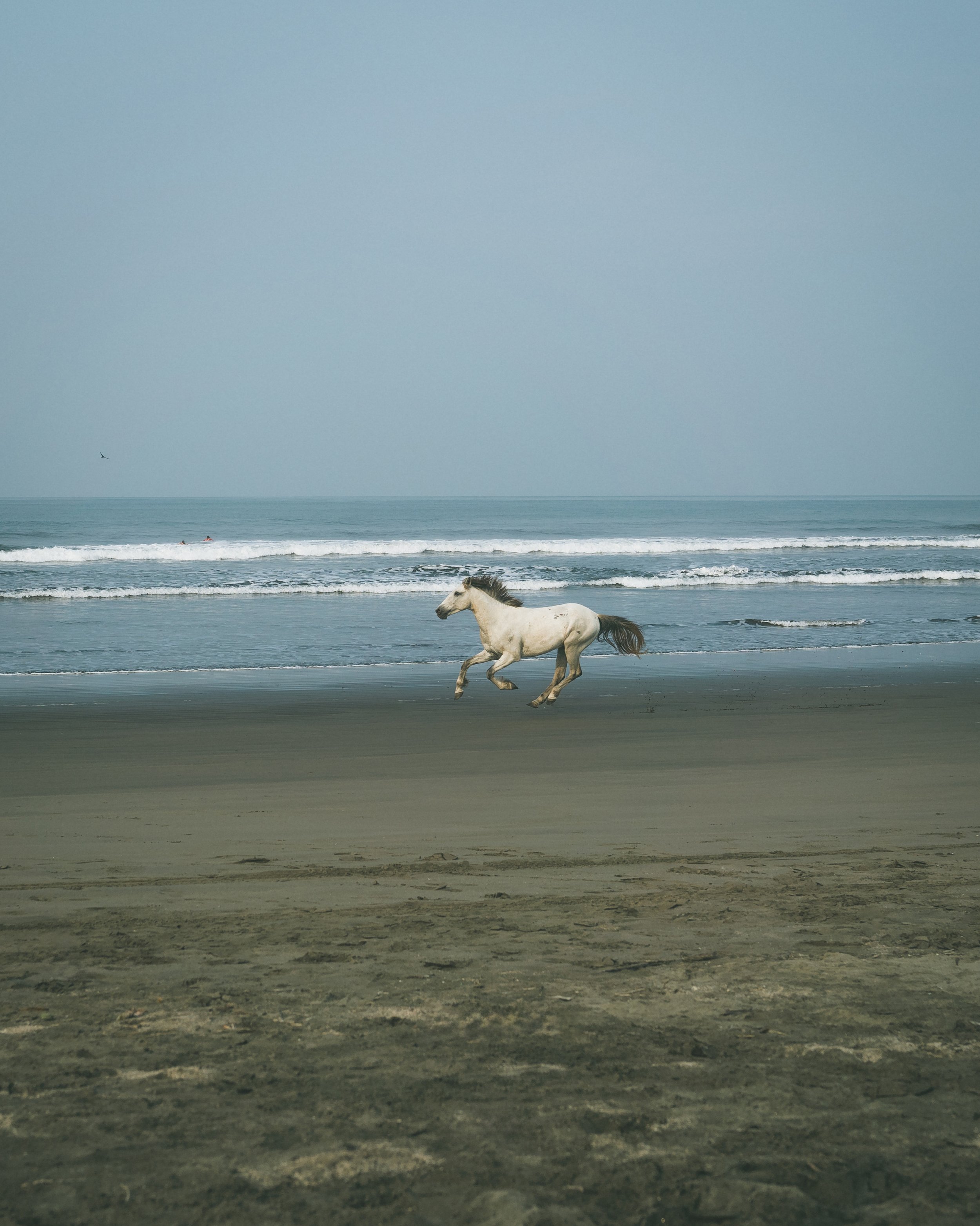 Wild horse galloping along an empty beach on Nicaragua's northern Pacific coast near Still Salty Escape