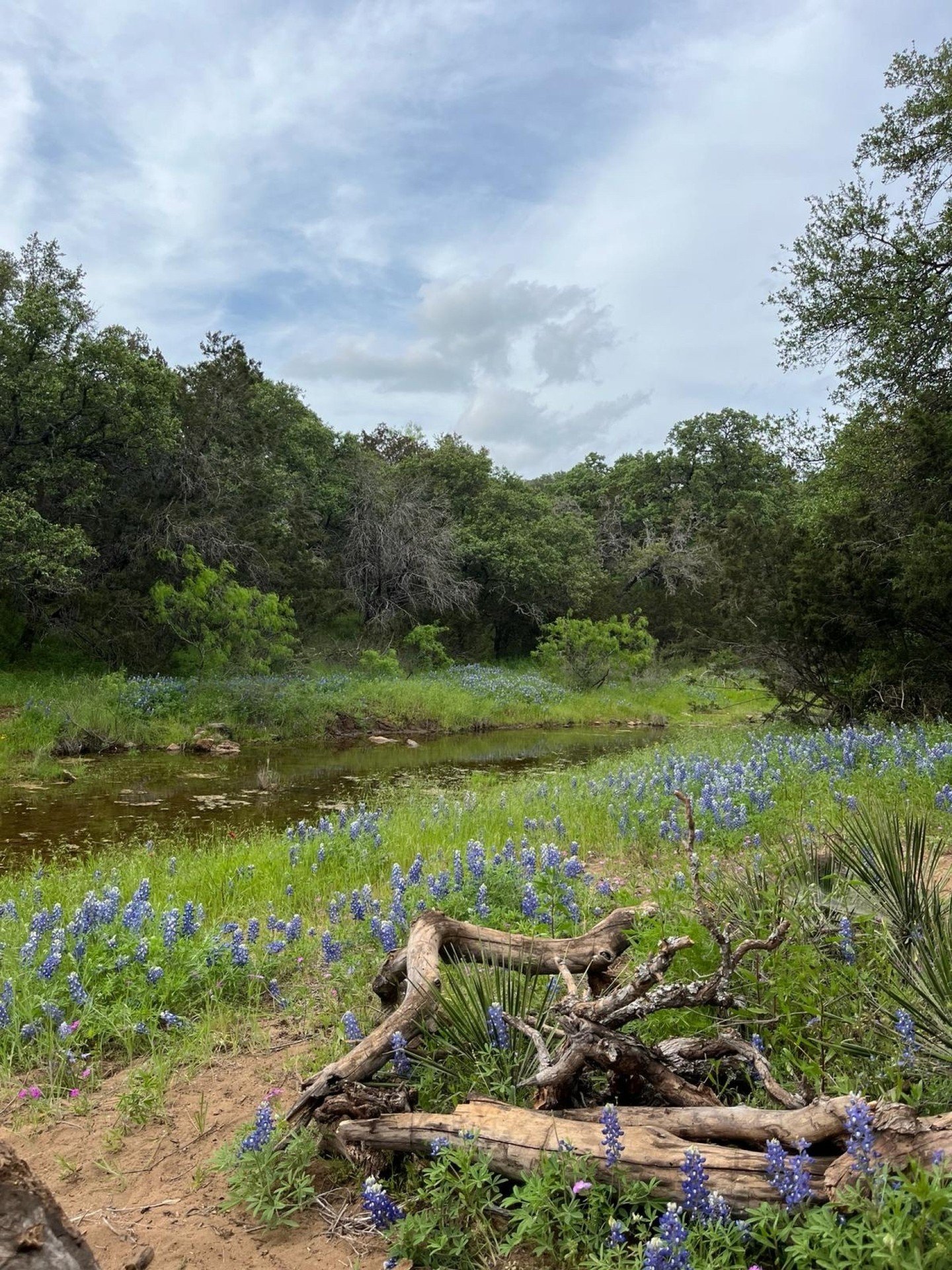 At the Texas Eclipse Festival, outside of Austin, I thought the nature was so beautiful! I had never been to Texas before and I thought the whole, HUGE state was a desert. Turns out, it is not! I was surprised how green it was with the grasses, oak t