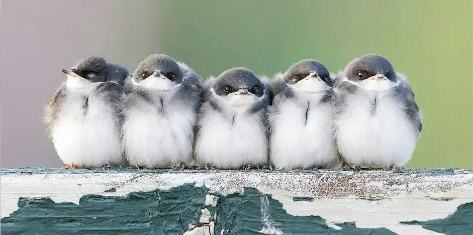 Kids with Bins: Youth-Led Bird Walk