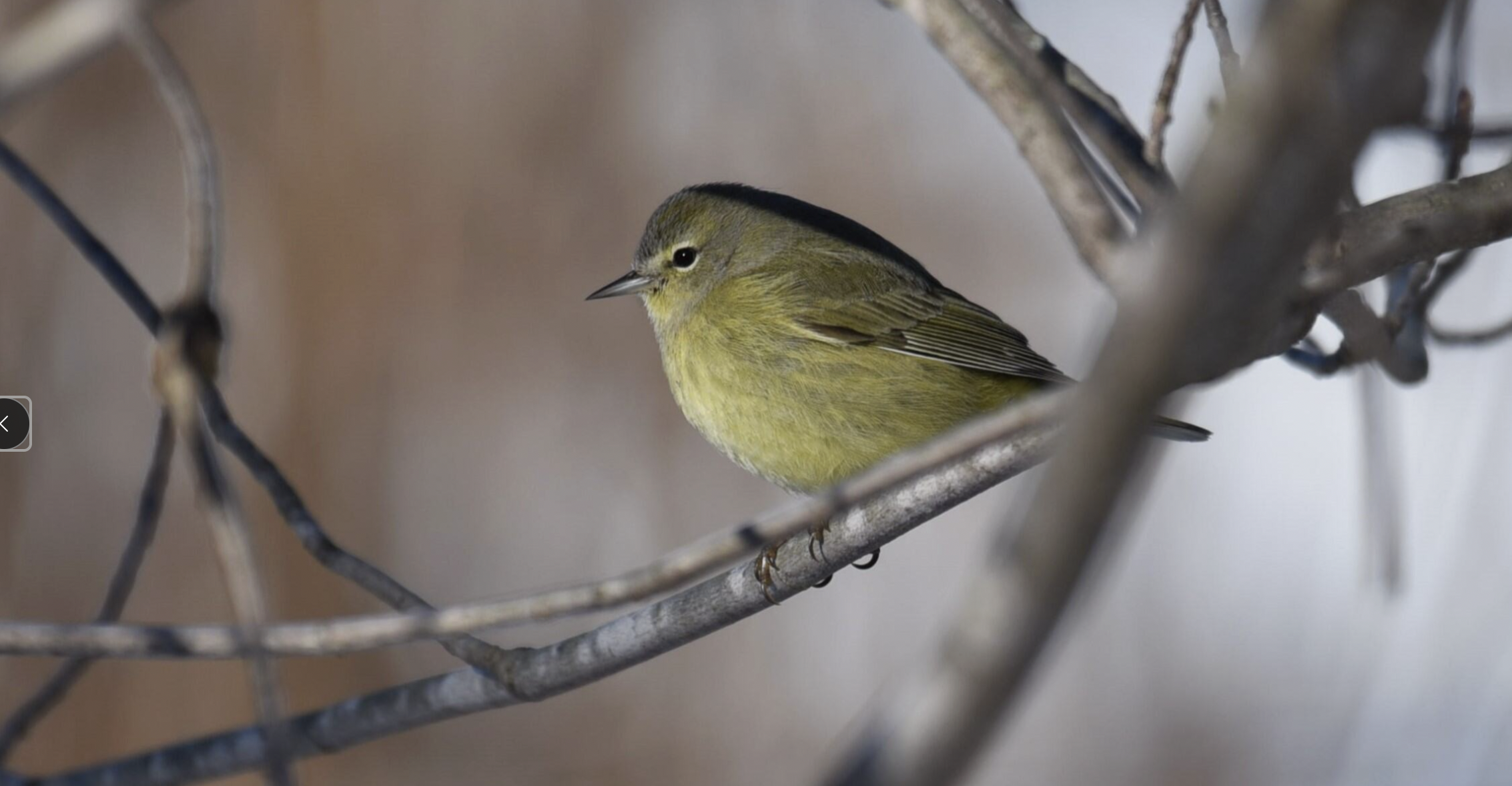 Image of a Orange-crowned Warbler sitting on a branch