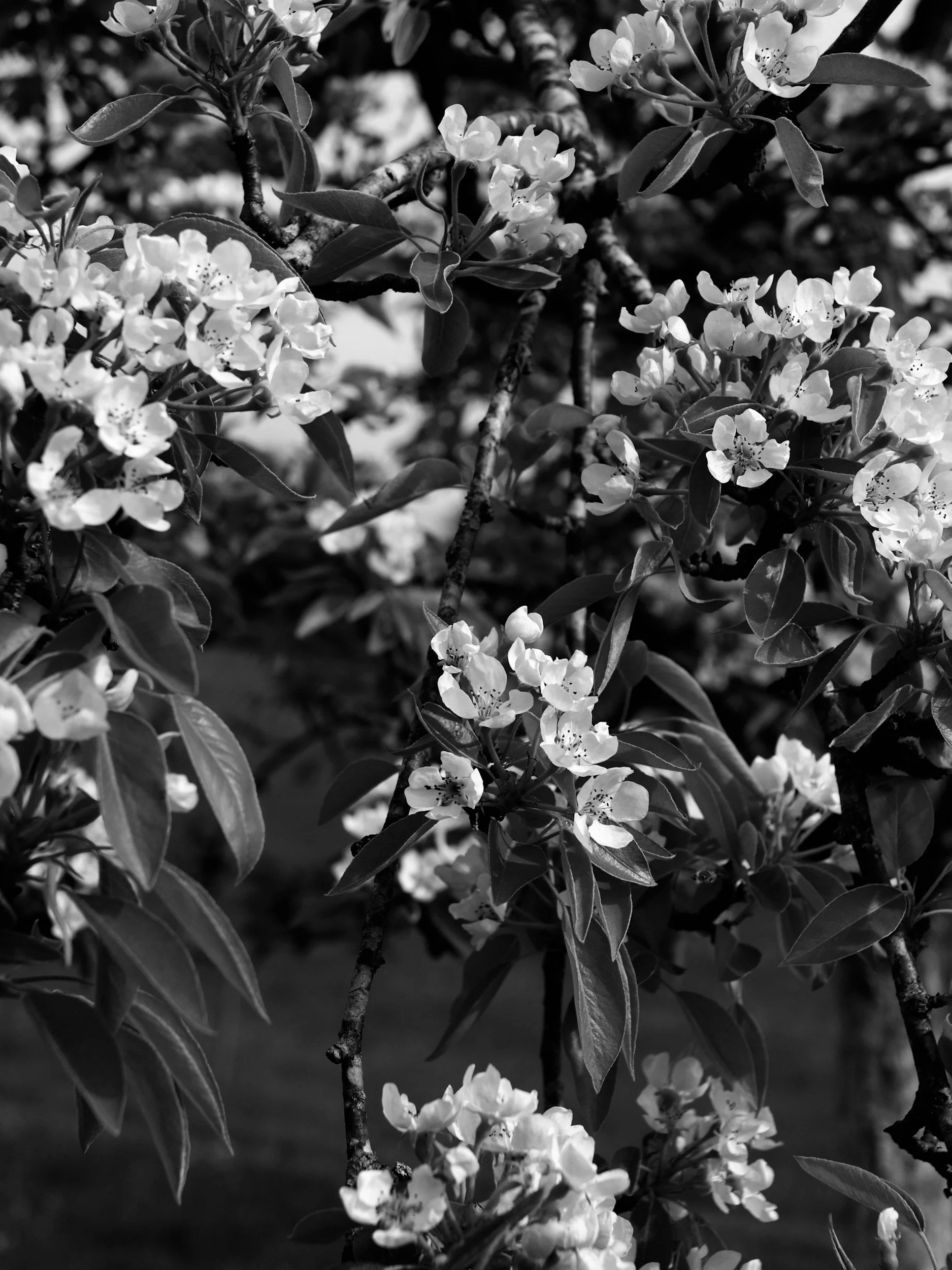 black and white image of blooming flowers on atree. there is a purple overlay on the image