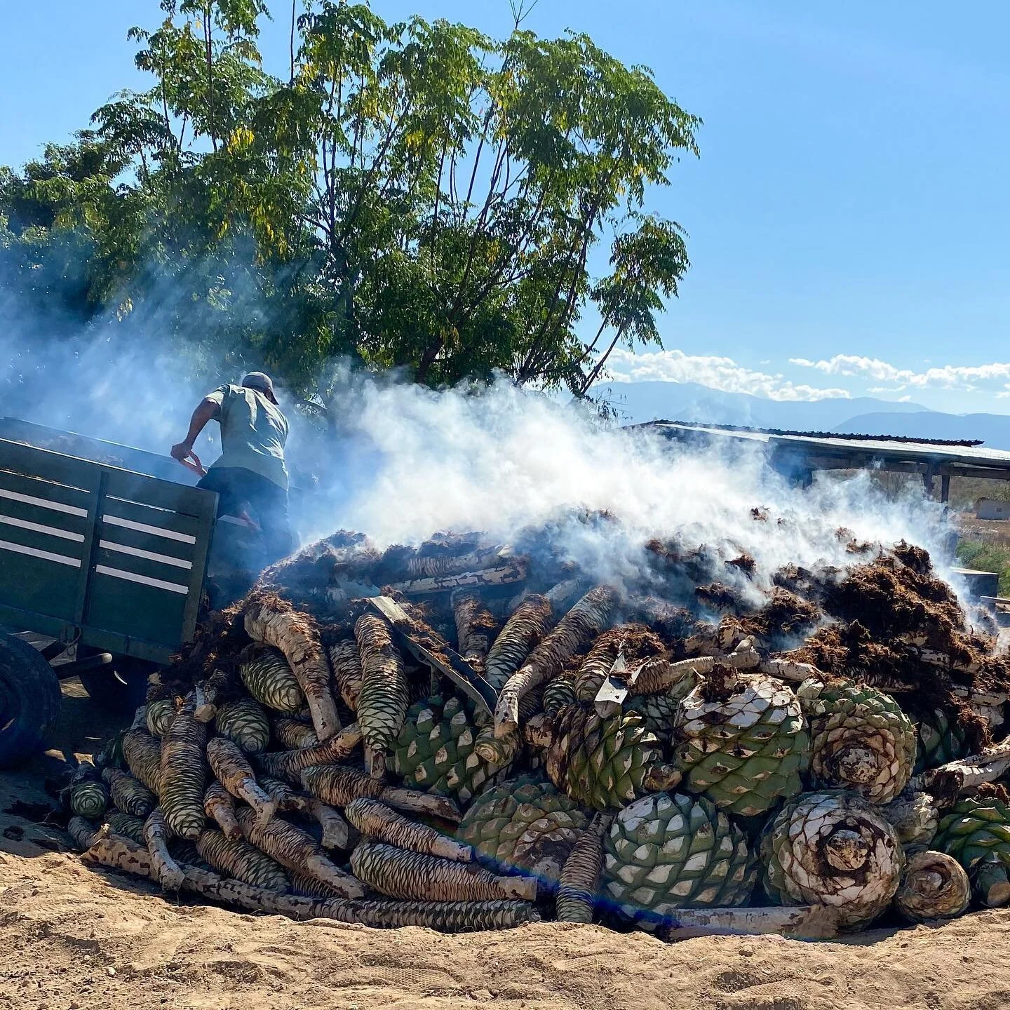 More Ramos ensamble, coming soon. 
.
.
.
#mezcal #destiladodeagave #agavespirits #agave #maguey #miahuatlan #oaxaca