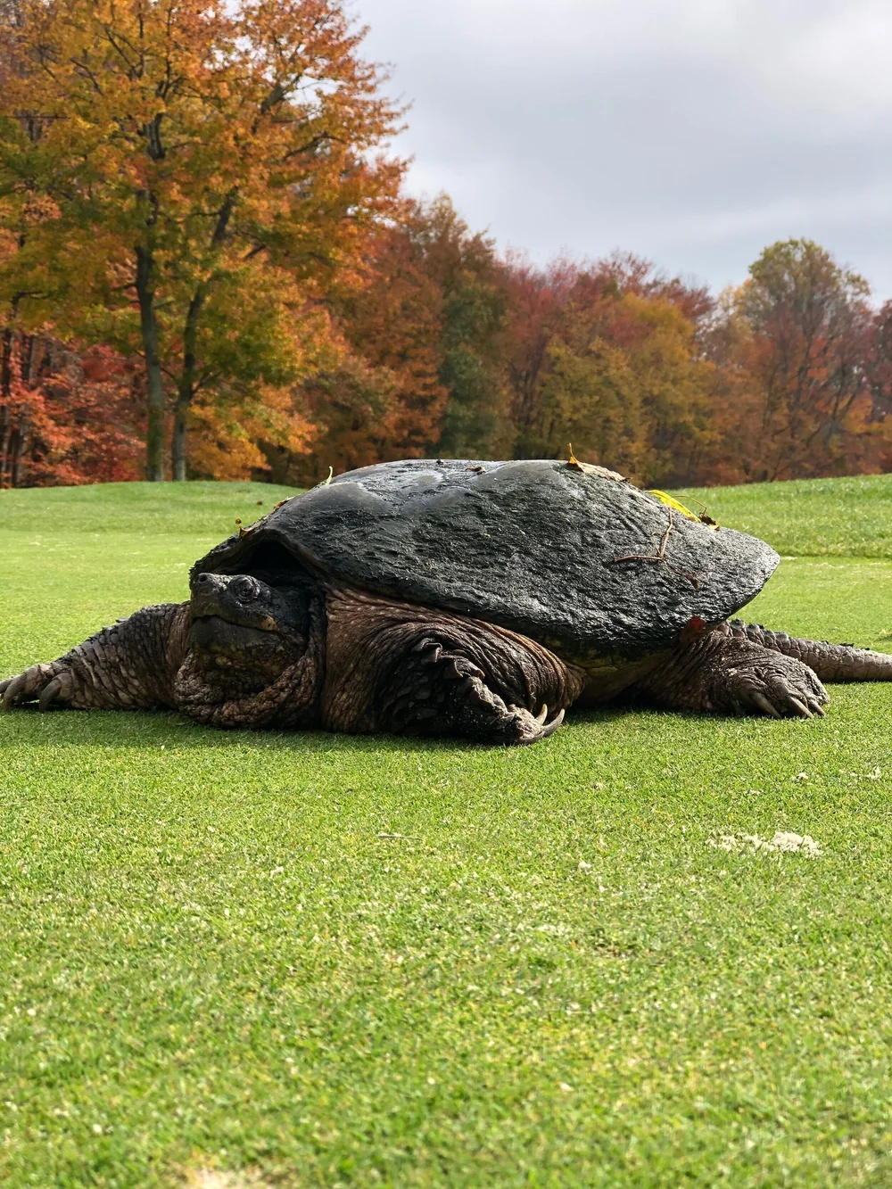 turtle fall trees.jpeg