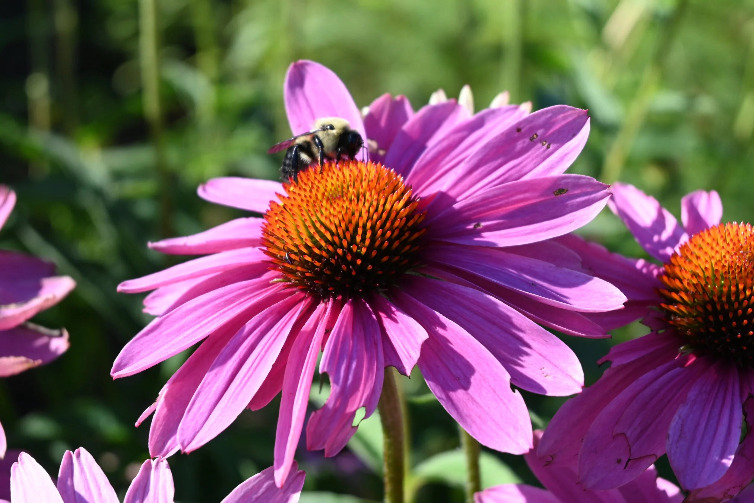 3 - Pollinator Protection &amp; Wildlife Habitats