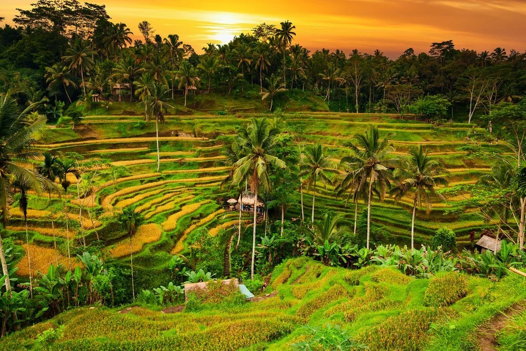Beautiful rice terraces in the morning at Tegallalang village, Ubud, Bali, Indonesia