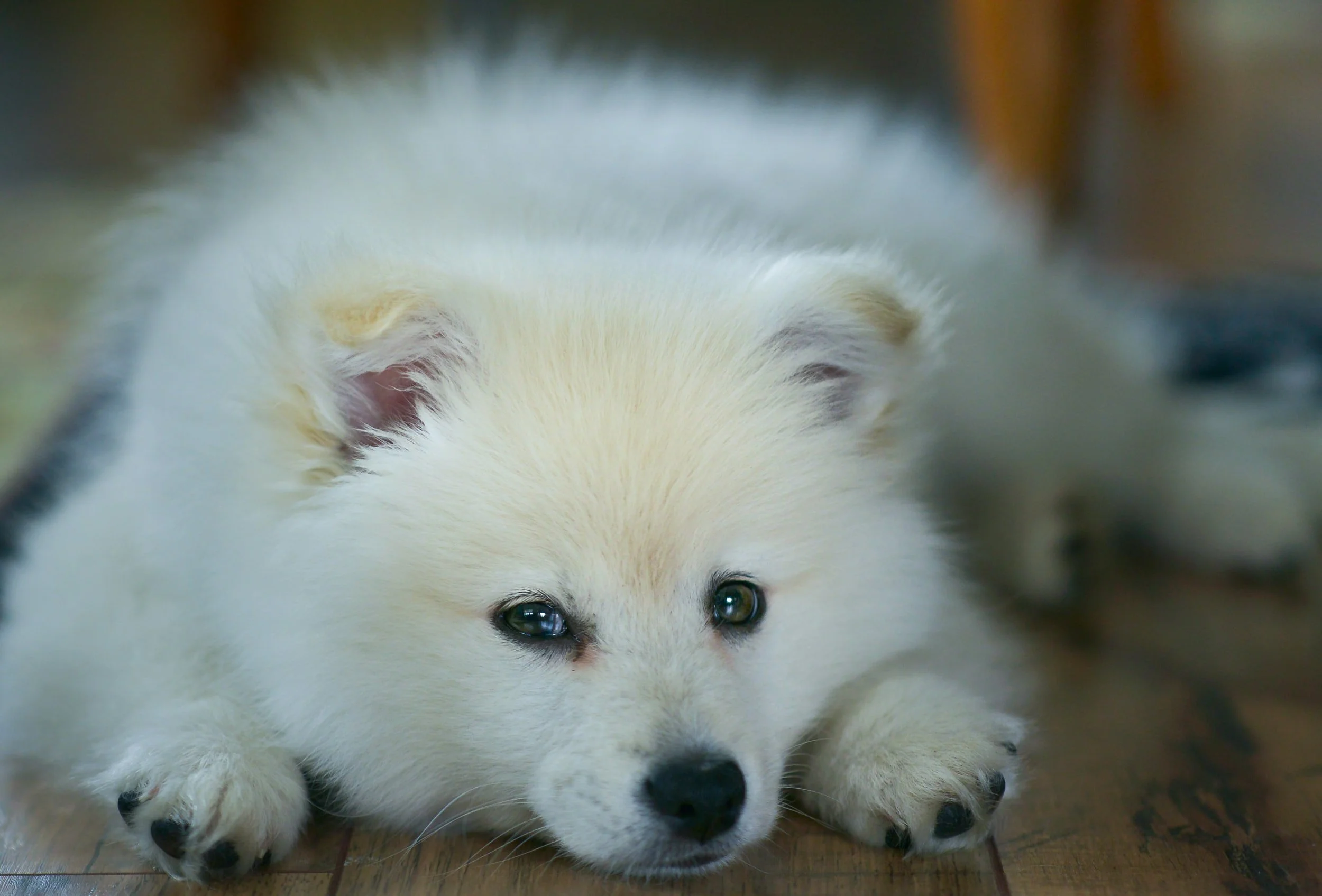 How Much Sleep Does Your Dog Need?