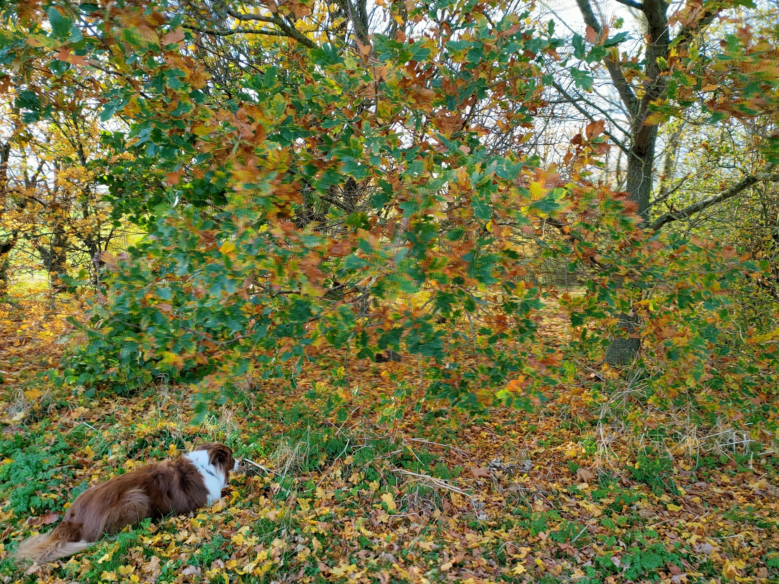 My Top 5 Dog Walks in Derby