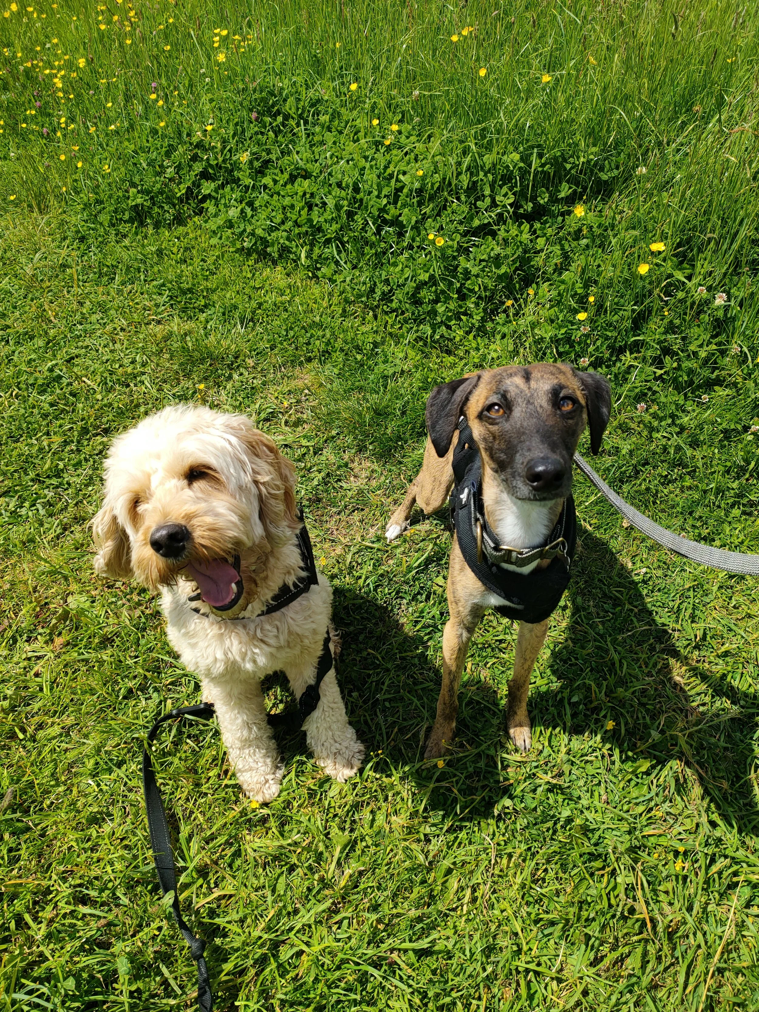 How to Stop Hyperarousal and Improve Impulse Control in Your Dog