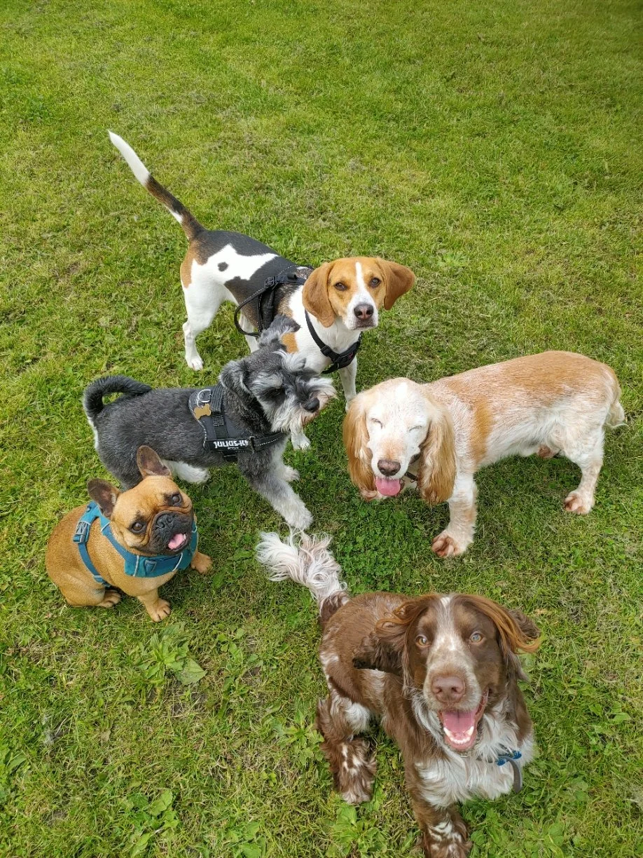 Unleashing Joy: The Power of Socialisation Dog Walks
