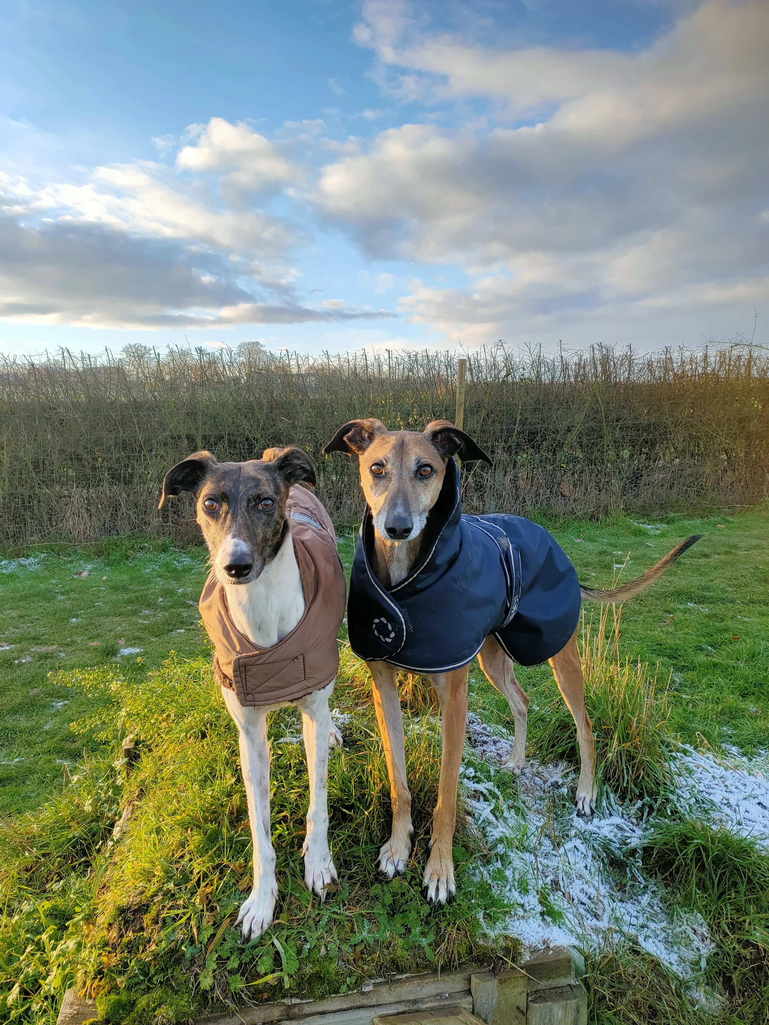 How to Start Training Your Reactive Dog: A Gentle Guide