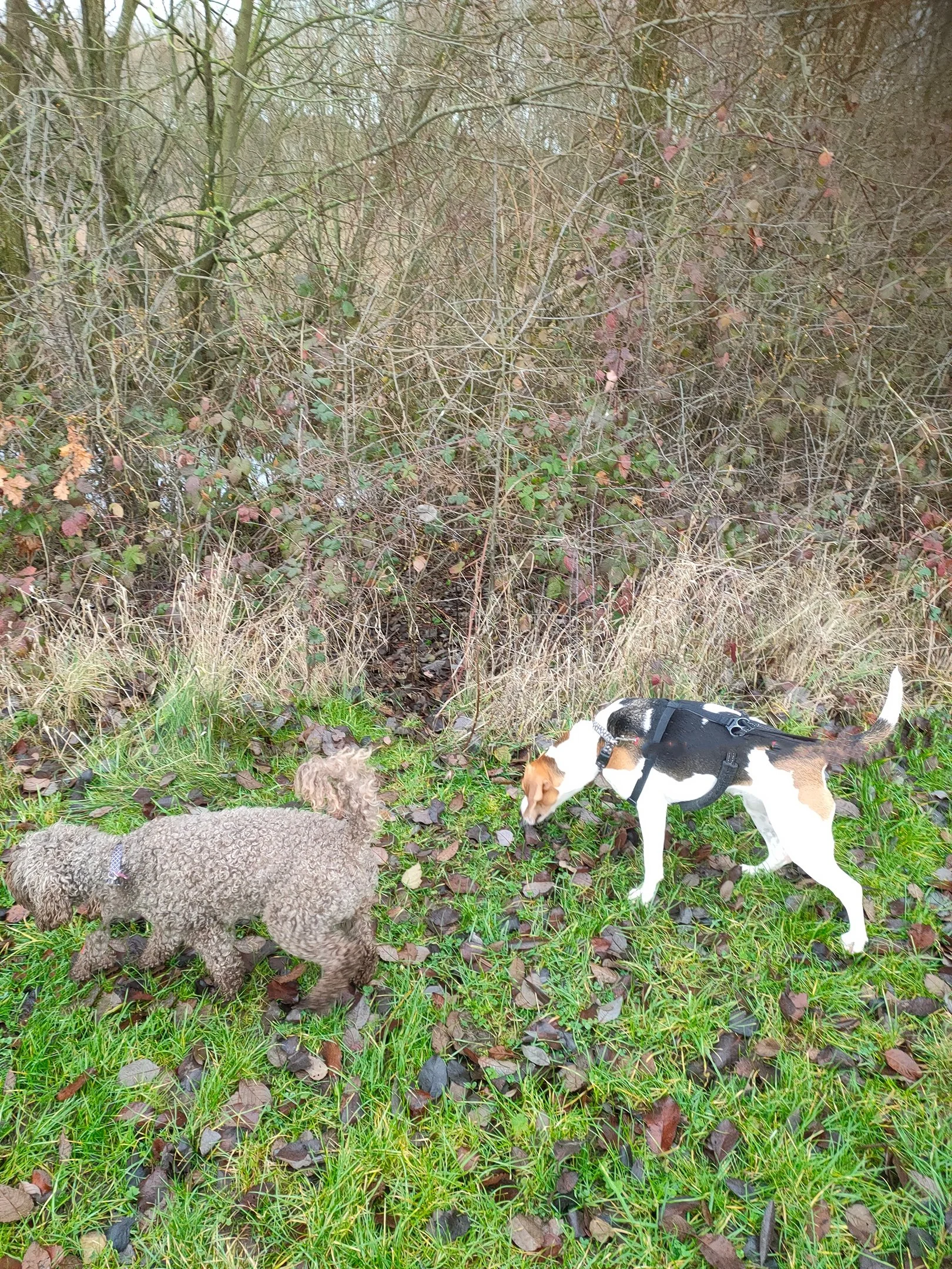 Why Letting Your Dog Sniff on Walks is Crucial for Their Wellbeing: Unleash the Benefits! 🐶