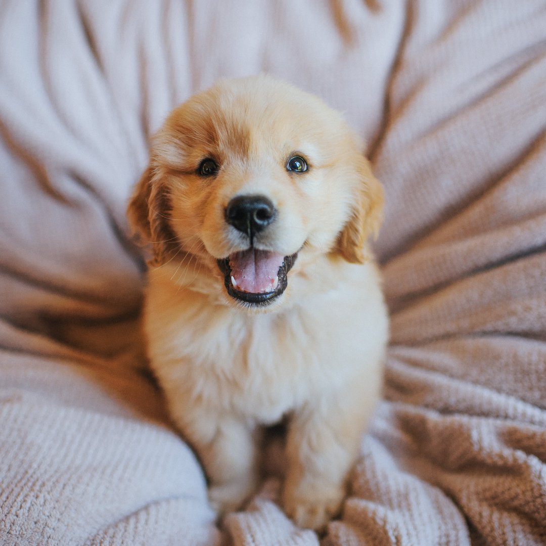 How to Boost Your Puppy's Confidence: The Key to a Happy, Well-Behaved Dog 🐾
