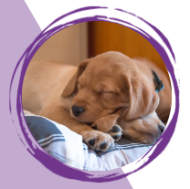 Understanding and Overcoming the Puppy Blues