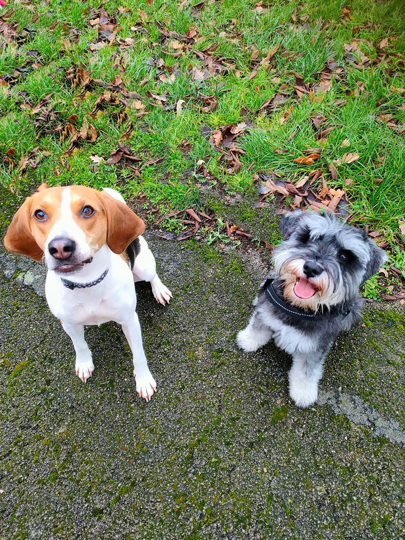 Why Reward-Based Training Needs to Go Beyond the Classroom