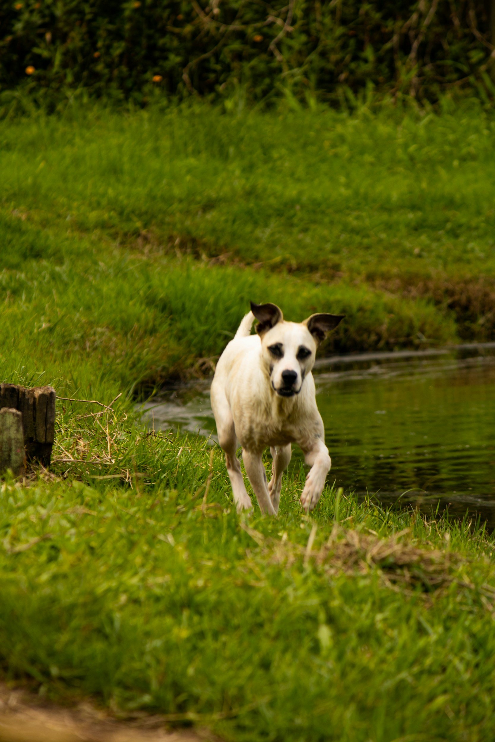 Unlock the Secret to a Reliable Recall: How to Get Your Dog to Come Back Every Time