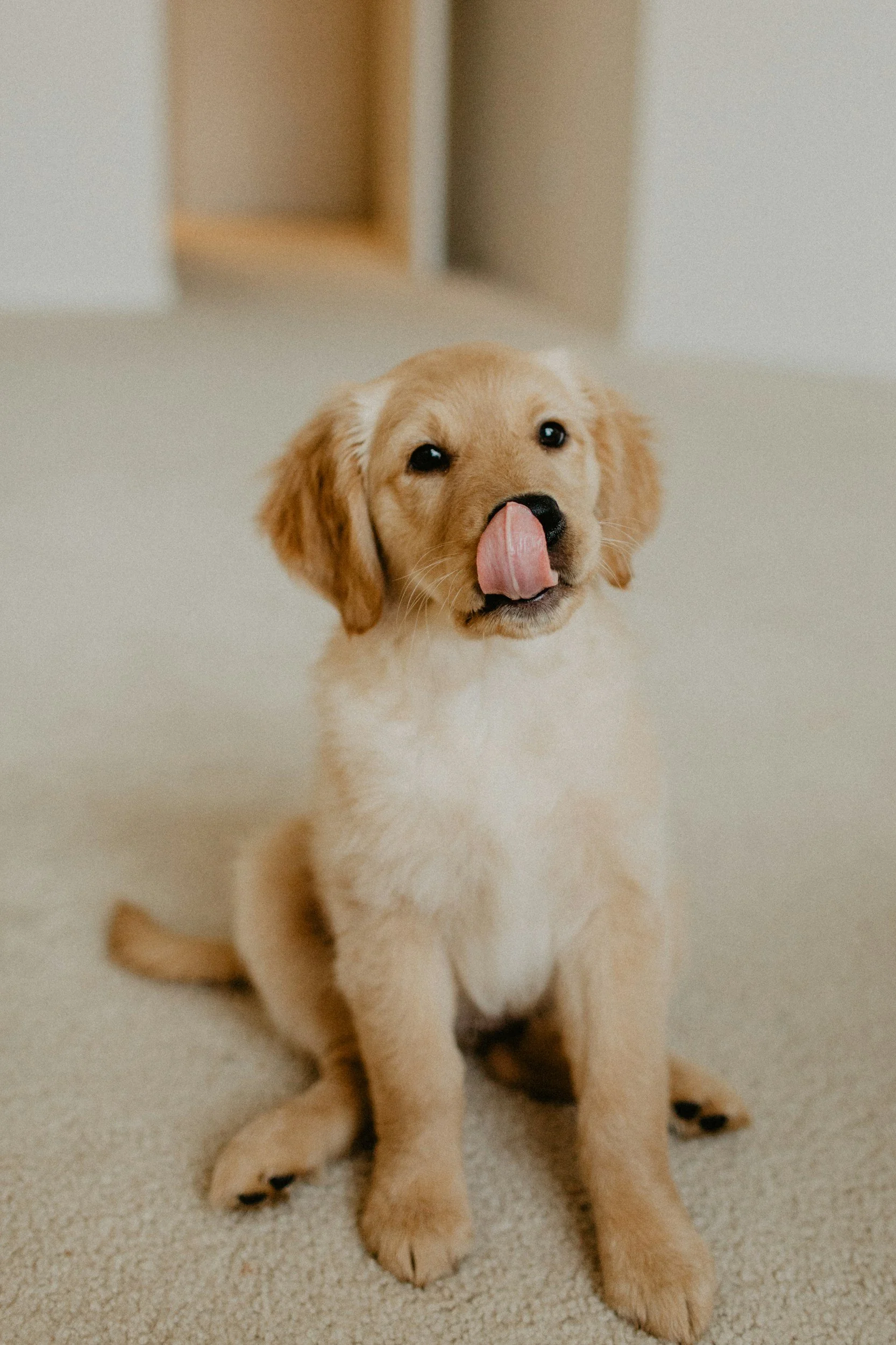 A cute yellow Labrador Retriever puppy sitting on a light-colored carpet, with its tongue out licking its nose.