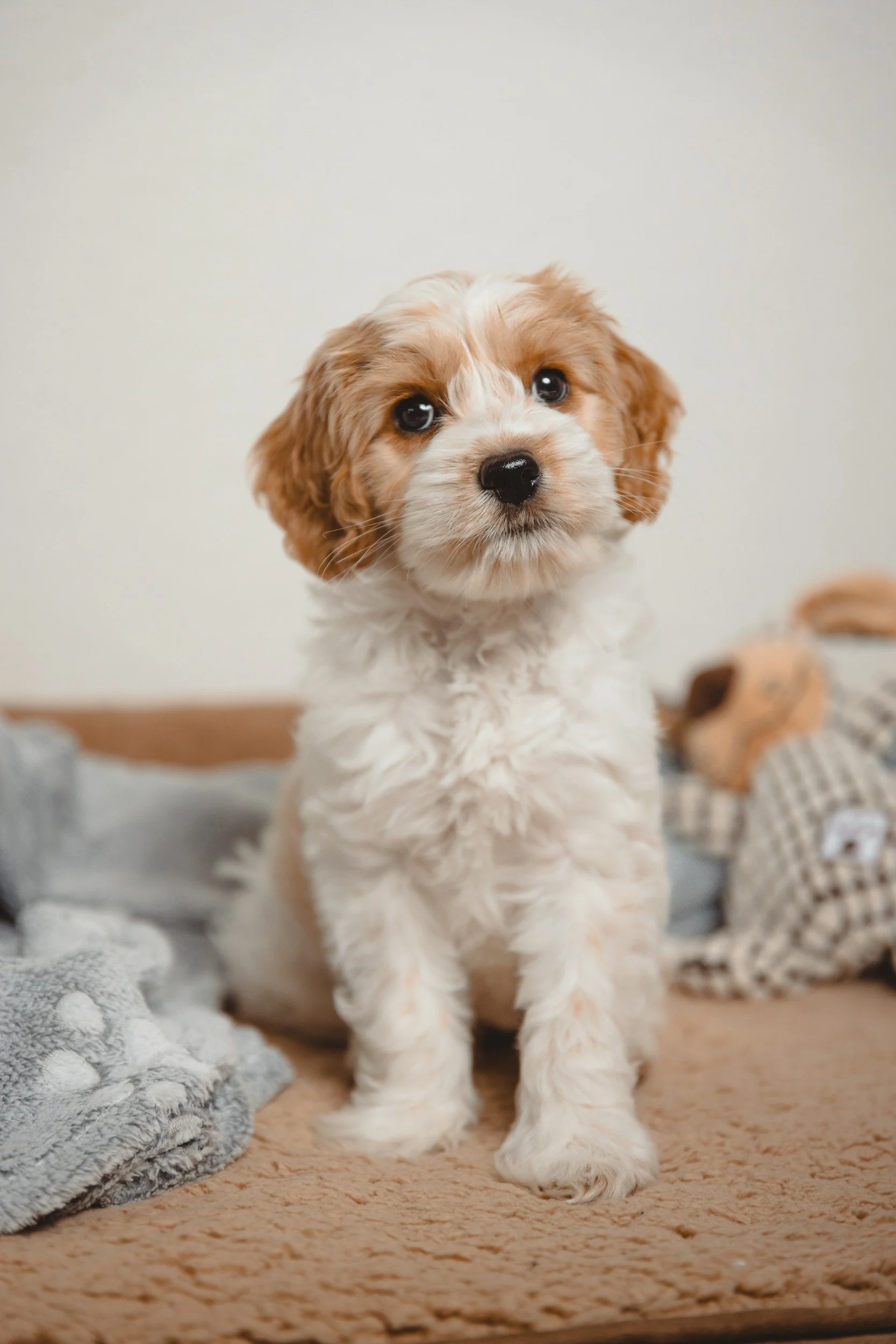 A cute, fluffy puppy with a white and light brown coat sitting on a beige carpet, with a gray blanket and a stuffed animal in the background.