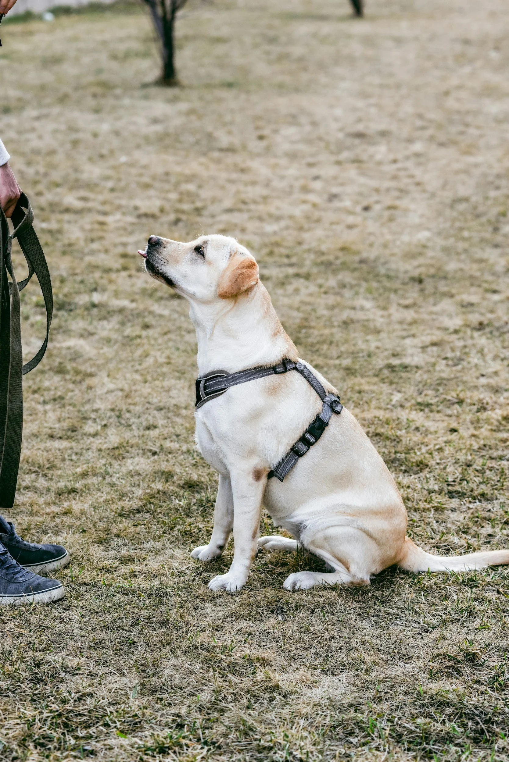 Labrador Retriever dog sitting on grass, wearing a harness, looking up at a person.