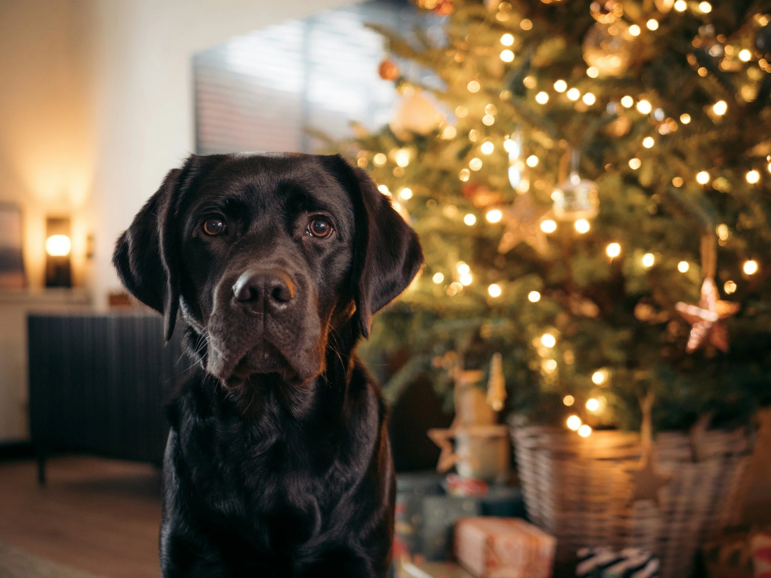 When Christmas Feels Like Too Much: A Calm, Compassionate Guide for Dog Parents
