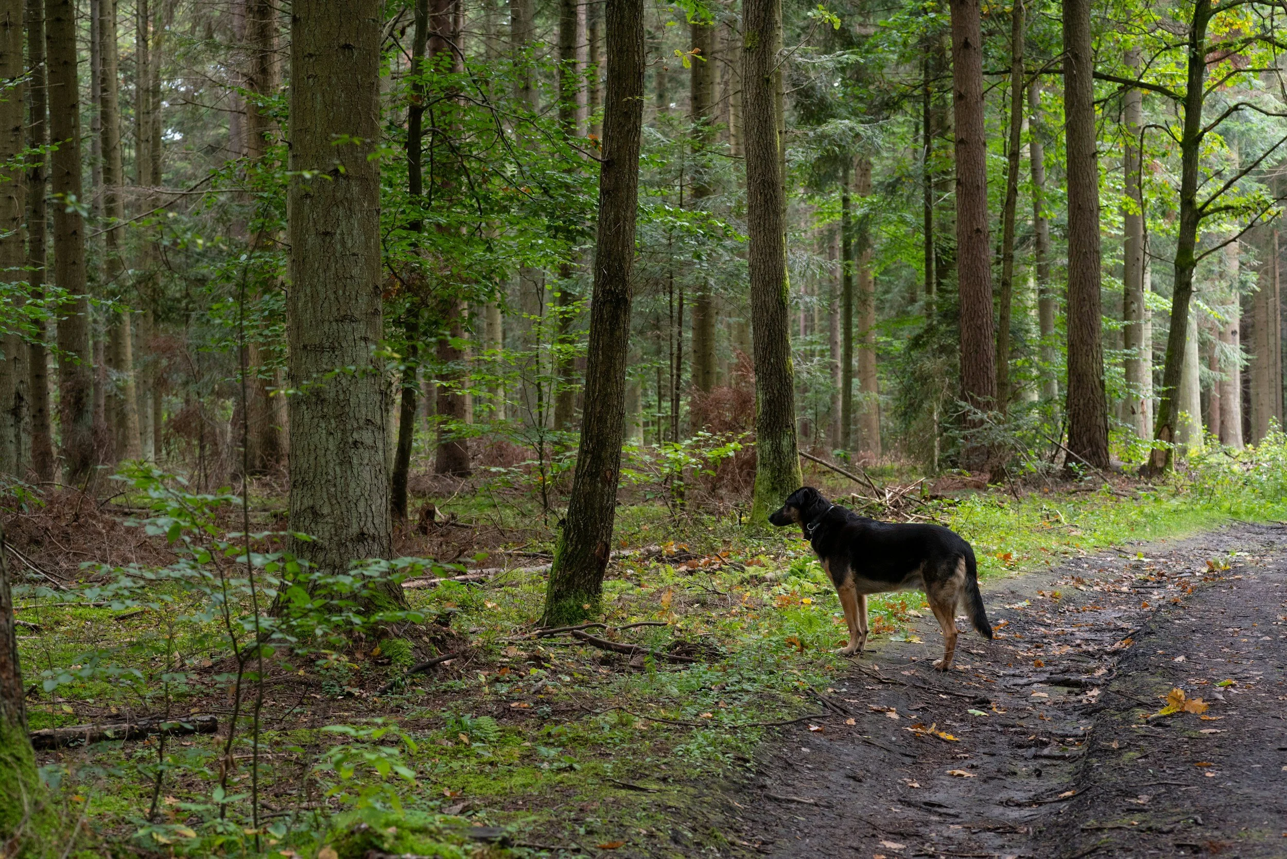 Why Your Dog Isn’t Learning Outside: How to Build Real-World Calm Without Pushing Through