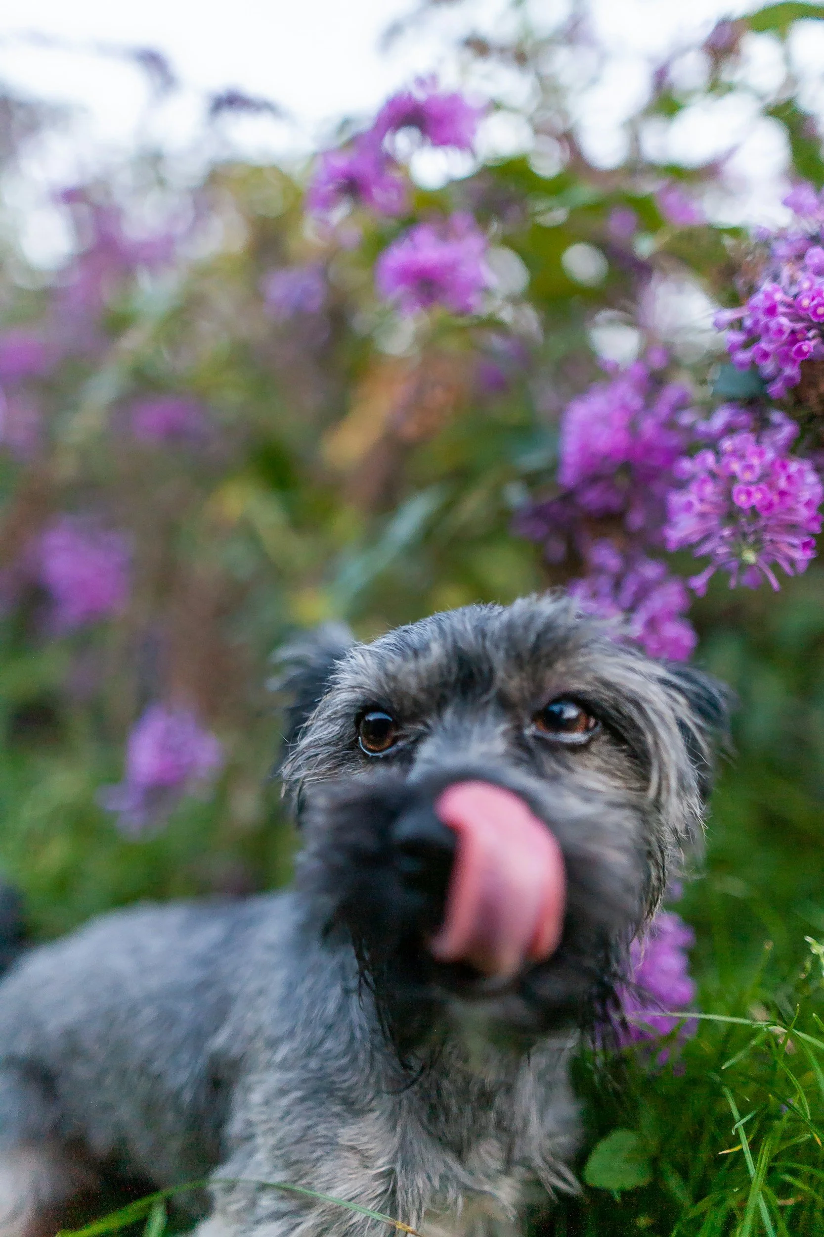 Why your dog can't listen when they're scared