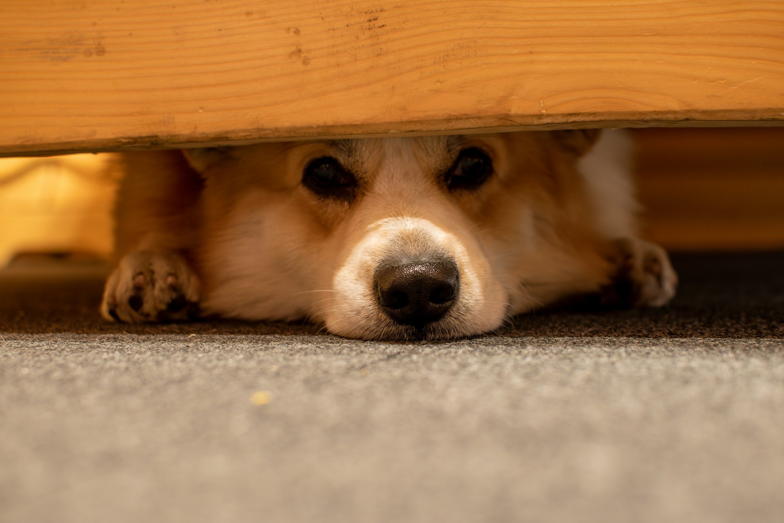 The first week with a rescue dog: what actually helps