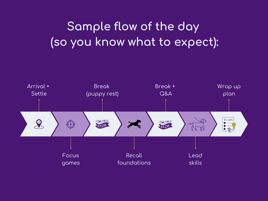 A visual flowchart illustrating a daily training schedule. The chart has a purple background and includes icons and text for each step: Arrival + Settle represented by a location pin, Focus games with a target icon, Break (puppy rest) with a broken arrow and time sign, Recall foundations with a dog silhouette, Break + Q&A with a banner, Lead skills with a dog on a leash, and Wrap up plan with a plan document and map marker icon.