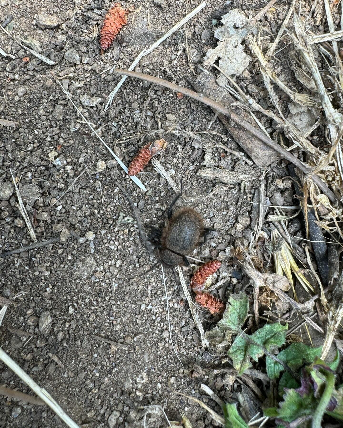 This fuzzy little dude is a Woolly Darkling Beetle. We come across them periodically in #griffithpark. It is a kind of stink beetle so stay clear if it raises its little rear end at you! 🦨