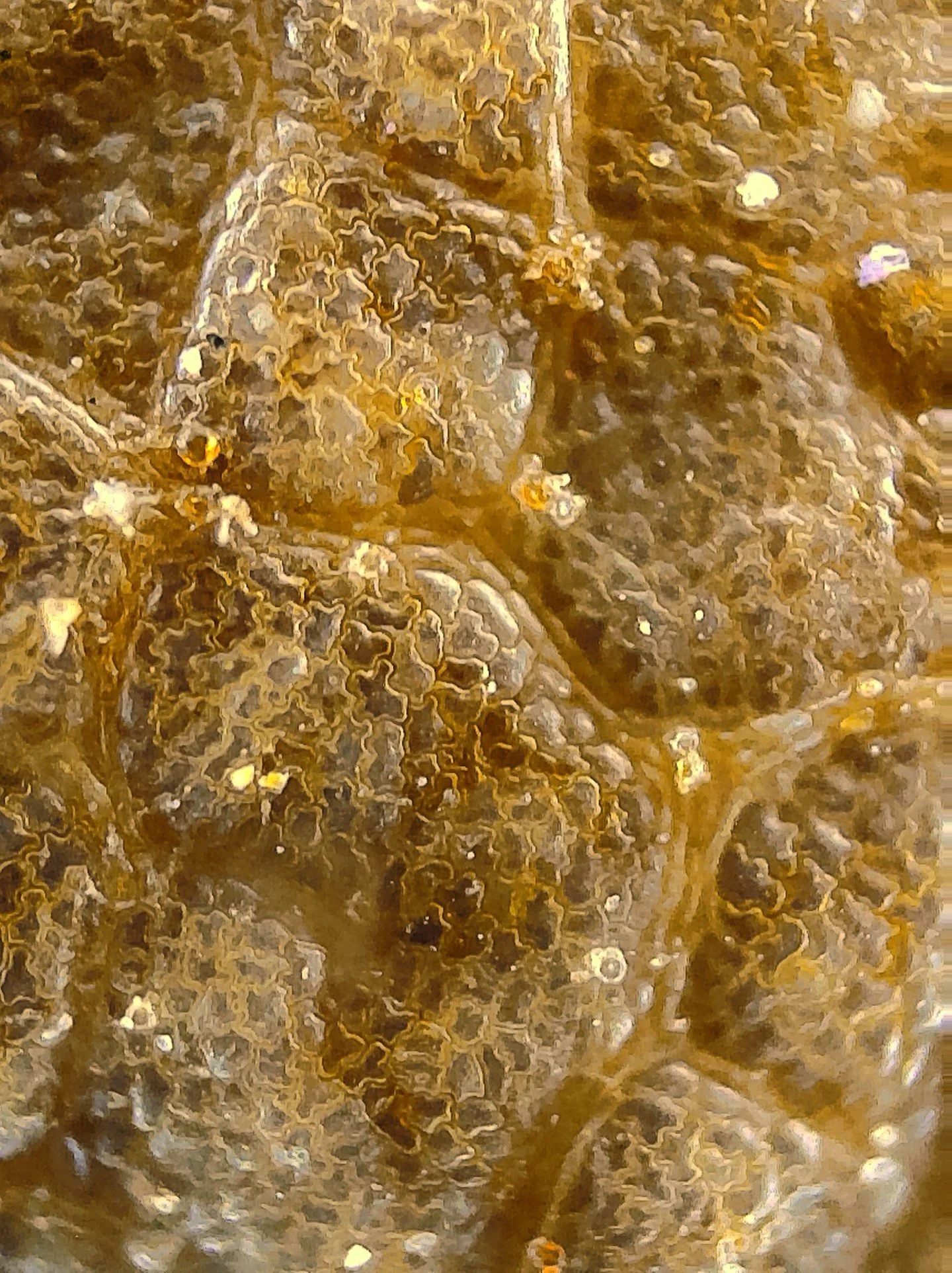 🔬📸Today at forest preschool we tested out our new microscope camera by @littpopo_official. Our kiddos loved it, since it was much more powerful and easy to view than our old handheld microscope! Can you guess what these natural objects are? Hint: t