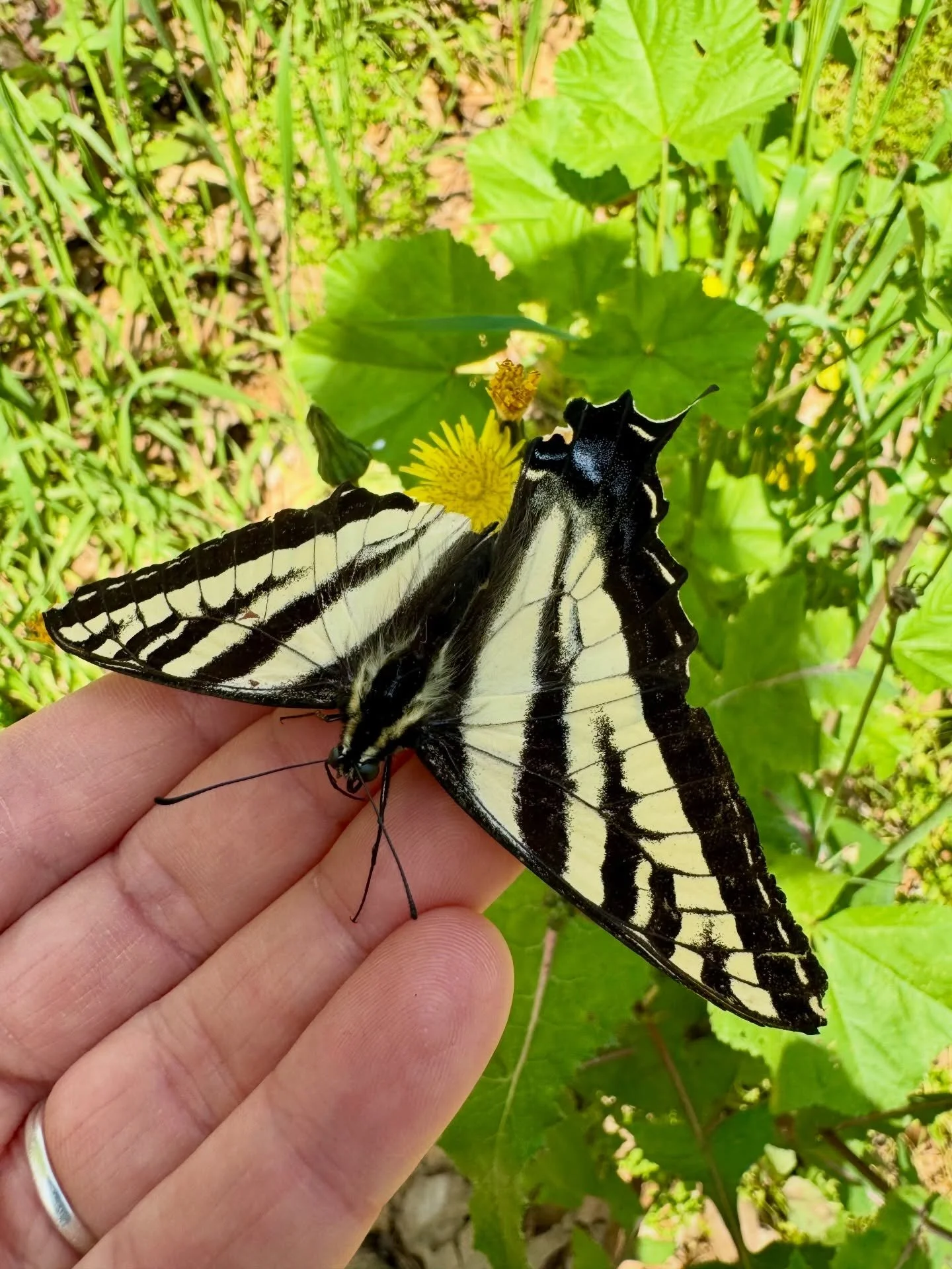 🦋Today we were visited by this Pale Tiger Swallowtail. Its wing was damaged but it could still fly. We admired its beauty and then gently moved it out of the way so no one would step on it. Gracias por visitarnos, mariposa!