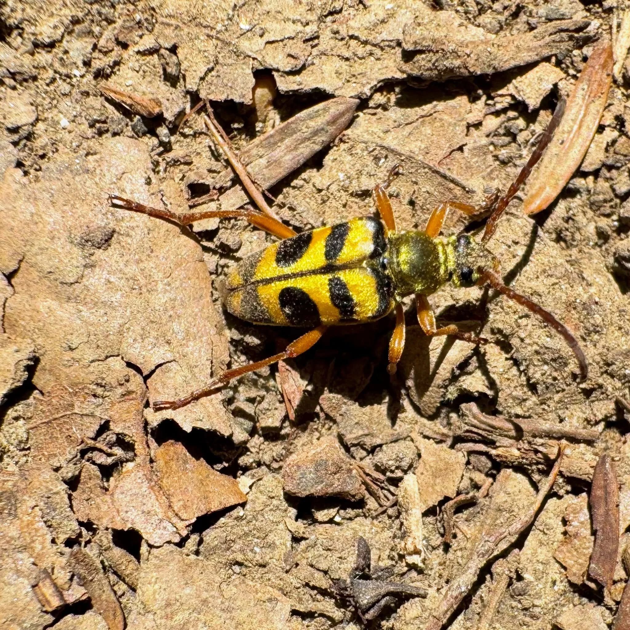🤩 After more than seven years in the same spot, we still find ourselves saying &ldquo;what is THAT?&rdquo;
🪲 This morning we discovered a beetle none of us had ever seen before, striking enough that we initially thought it was a bee or yellowjacket