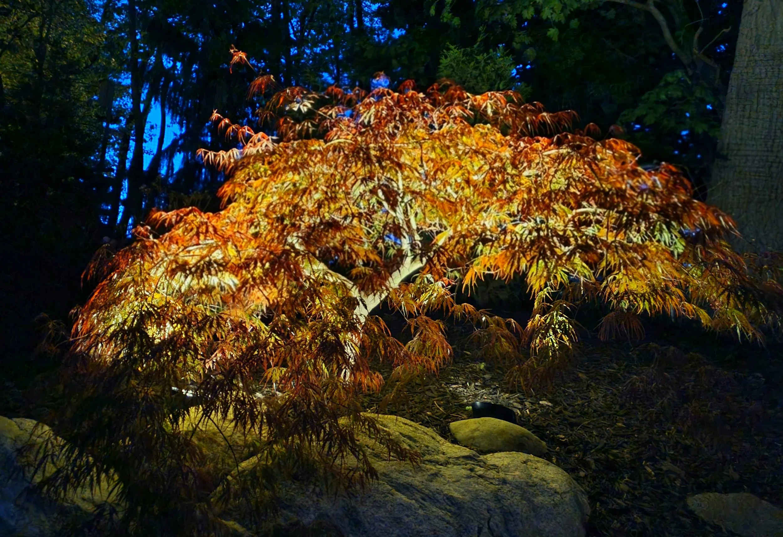 A Japanese maple tree with vibrant red and orange leaves illuminated at night, with surrounding rocks and a dark forest background.