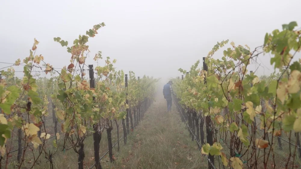 Harmony Lane Vineyard