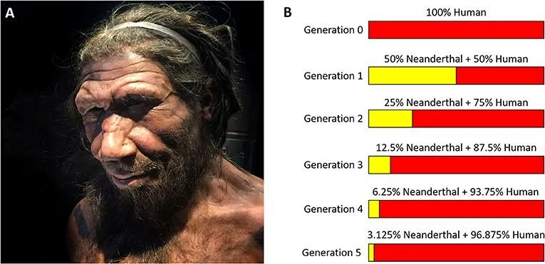 neanderthal dna per human generation