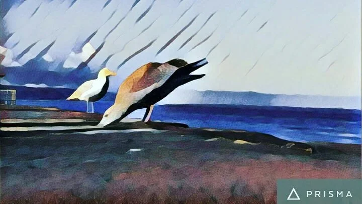 An artistically adapted photo of seagulls on Whitby beach