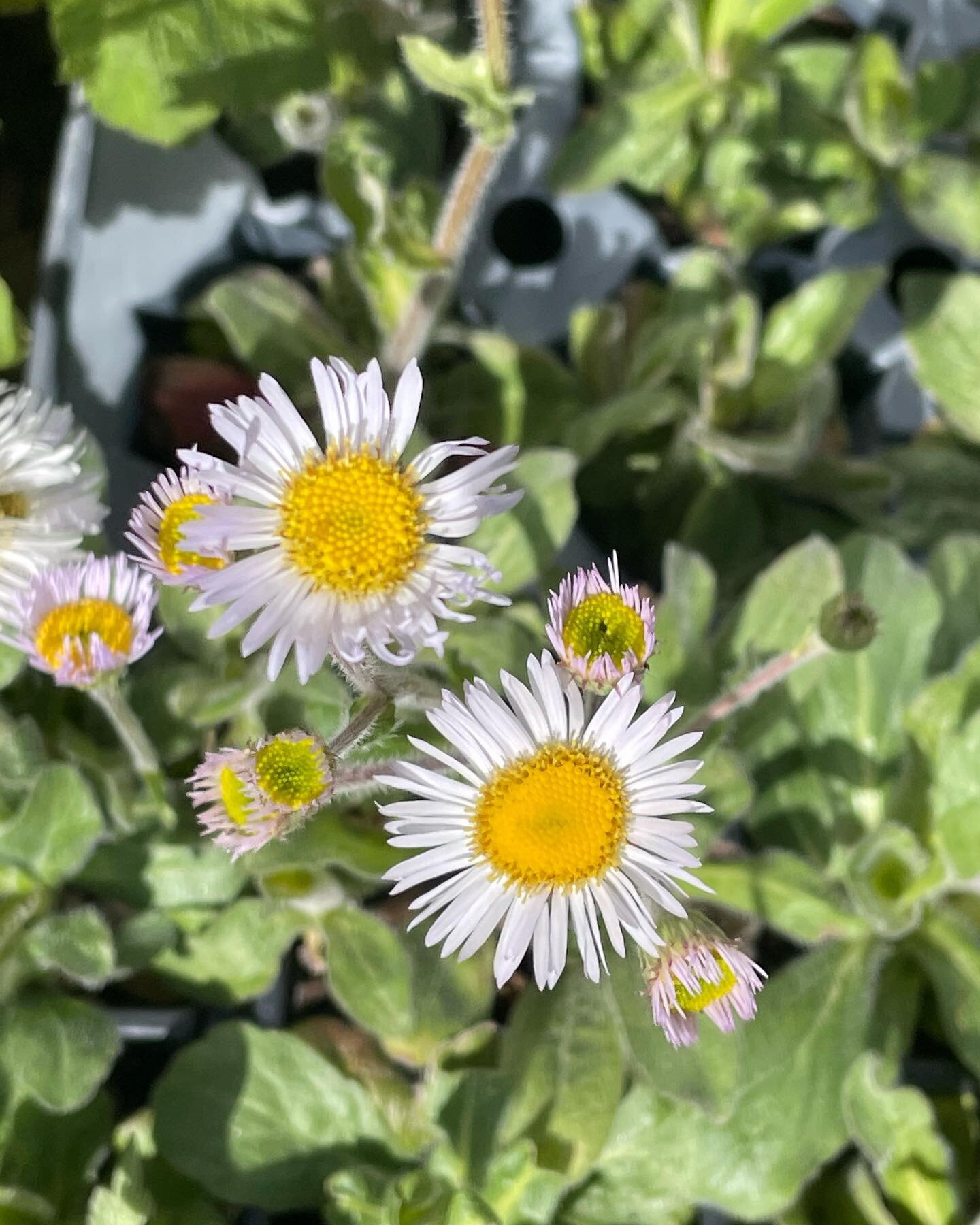 The cute faces of some of our favorite unusual native plants. 1. Erigeron pulchellus or Robin&rsquo;s Plantain. 2. Krigia biflora or Sweet Cynthia. 3. Not a native plant but a helluva cute face! #dottiedigdog #nativeplants #urbannursery